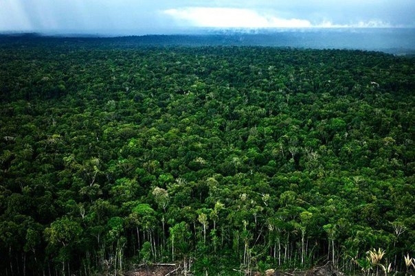 Тропические леса Амазонки