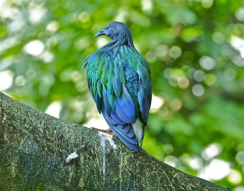 Гривистый голубь, один из самых красивых видов.