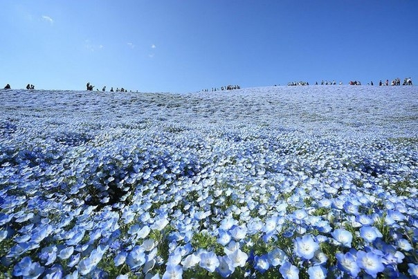 Несколько миллионов цветов немофилы в японском парке Хитачи-Сисайд