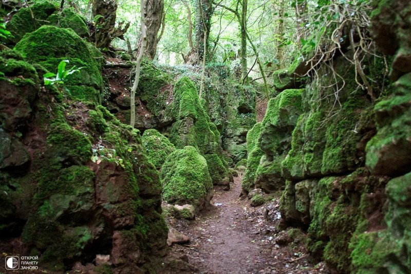 Puzzlewood - загадочный лес Puzzlewood - загадочный лес