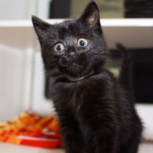 Крайне удивлённые коты