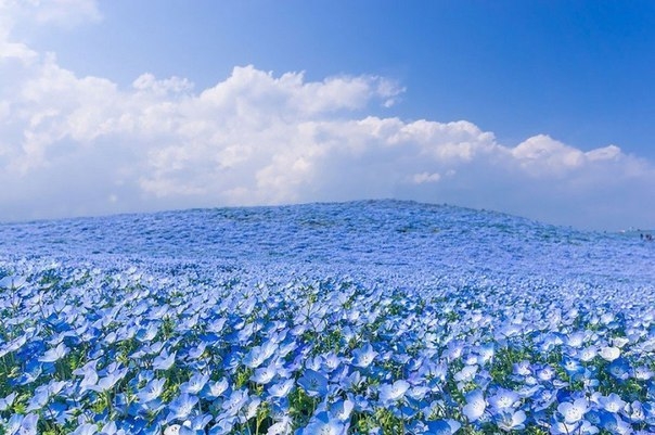 Несколько миллионов цветов немофилы в японском парке Хитачи-Сисайд