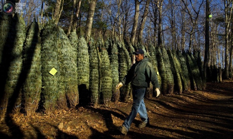 Как готовят рождественские елки в Америке