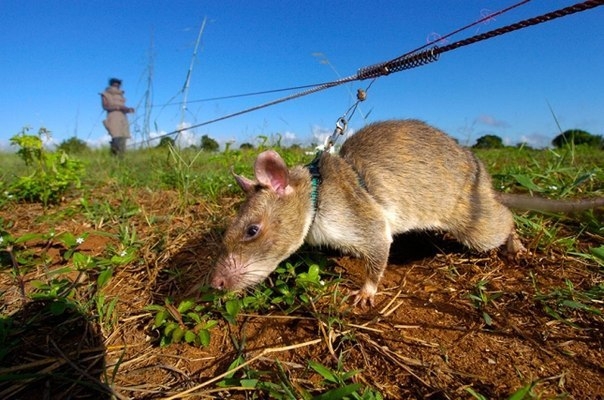 Крысы-сапёры в Африке