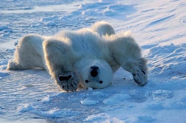 Уроки йоги от полярных медведей