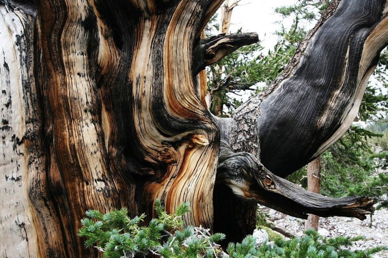 Бристлеконские сосны деревья, которых боится время (США)