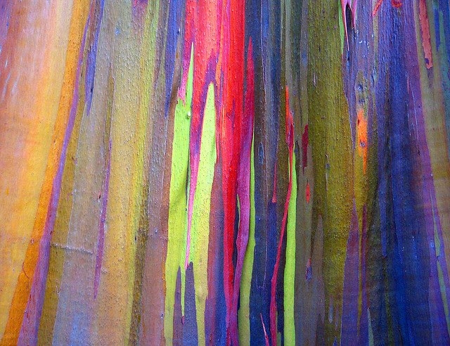 Дерево-радуга