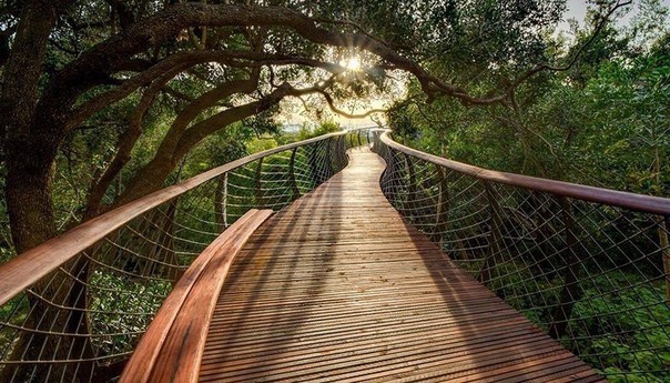 Дорога над верхушками деревьев: новый деревянный настил в ботаническом саду в Кейптауне, ЮАР