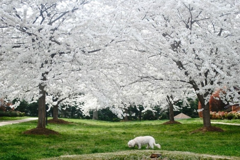 Цветение вишни - зрелище поистине захватывающие дух
