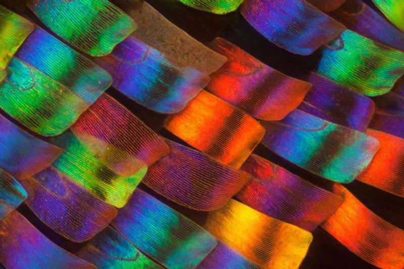 Крылья бабочки под микроскопом от Линдена Гледхилла