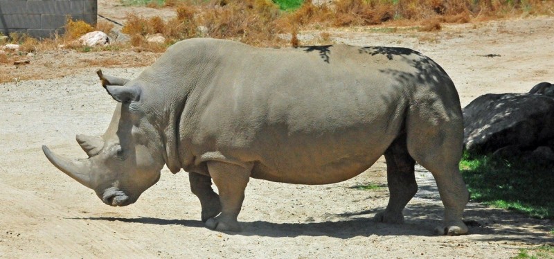 Северный белый носорог. Конец истории