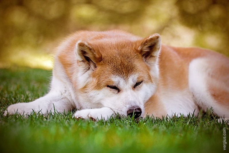 Японская собака акита или Акита-ину