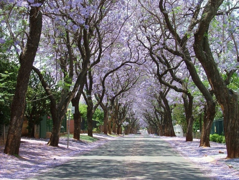 Пурпурный тоннель в Йоханнесбурге, ЮАР