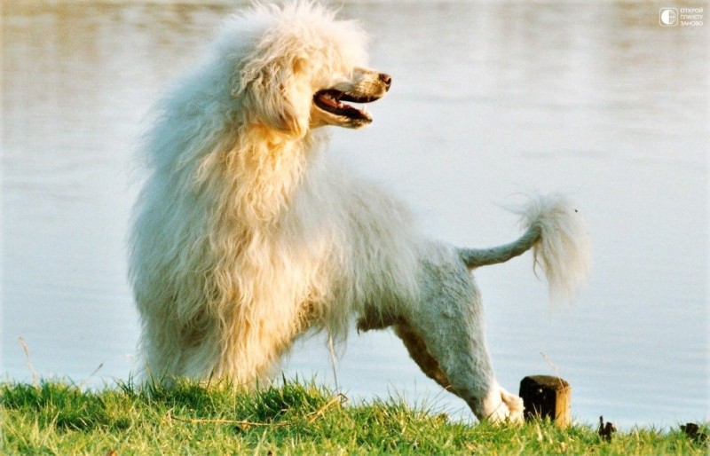 Португальская водяная собака кан ди агуа