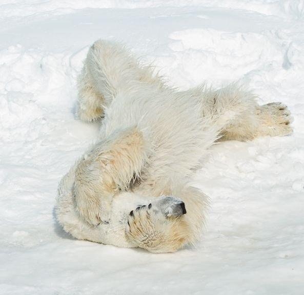Уроки йоги от полярных медведей