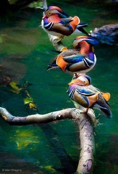 Буйство красок в мире птиц