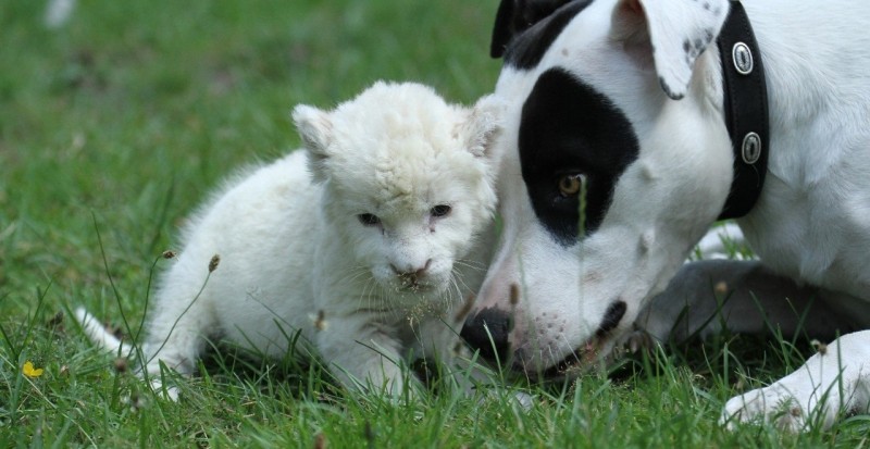Собака усыновила белого льва