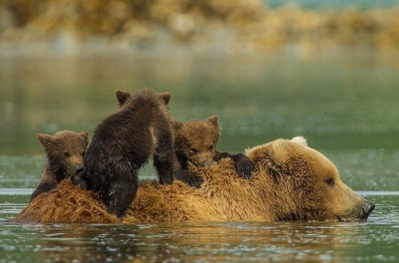 Медведица с медвежатами в Национальном парке и заповеднике Катмай