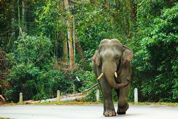 Один из лучших парков Таиланда