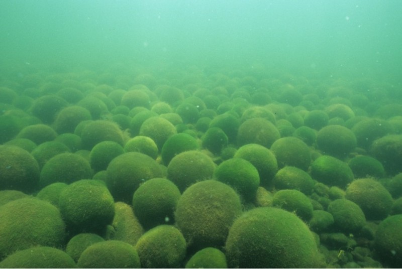Уникальные шаровые водоросли Уникальные шаровые водоросли