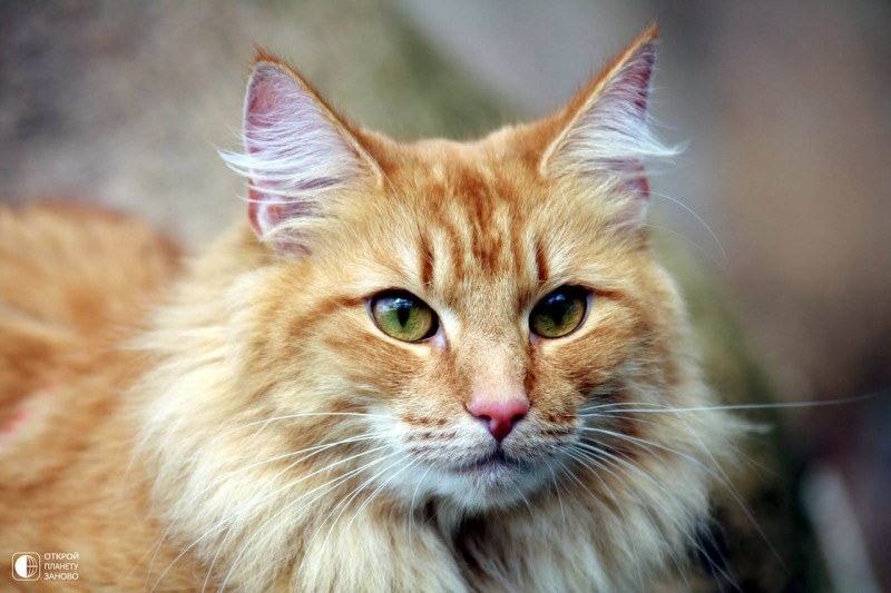 Норвежская лесная кошка Норвежская лесная кошка