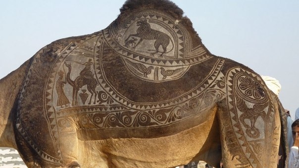 Стрижка верблюда как искусство