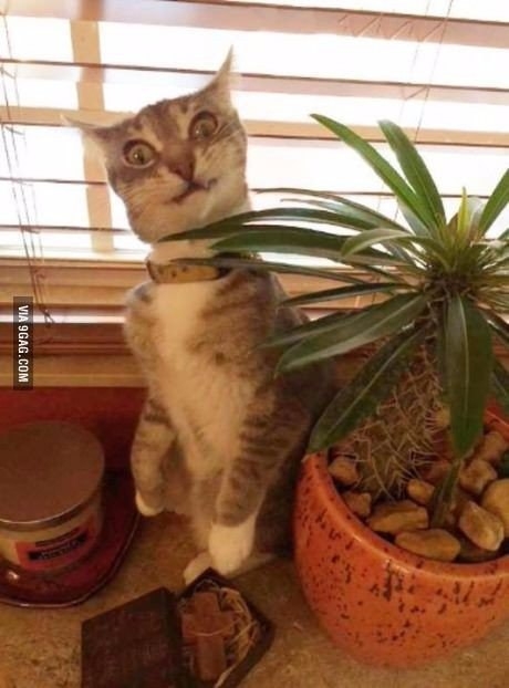 Крайне удивлённые коты