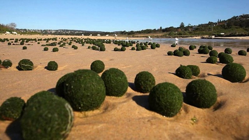 Уникальные шаровые водоросли