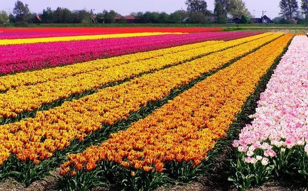 Разноцветные поля, Нидерланды
