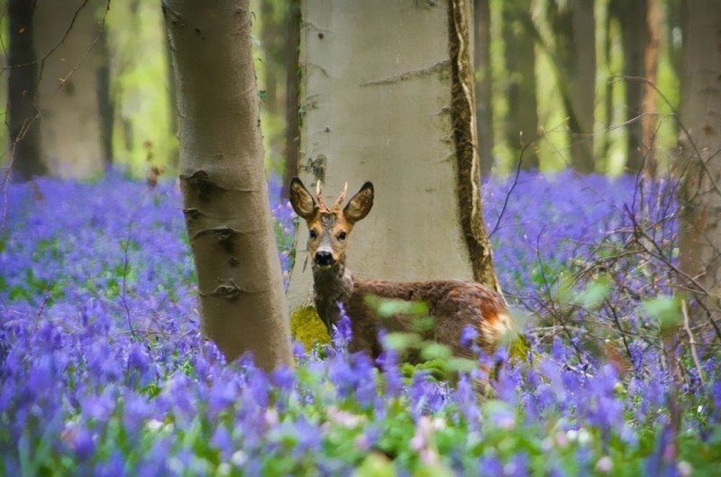 Невероятно красивый древний лес Халлербос (Hallerbos) в Бельгии