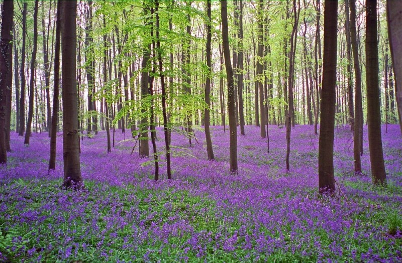 Невероятно красивый древний лес Халлербос (Hallerbos) в Бельгии