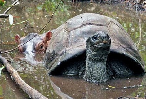 Невероятная история дружбы гиппопотама и черепахи