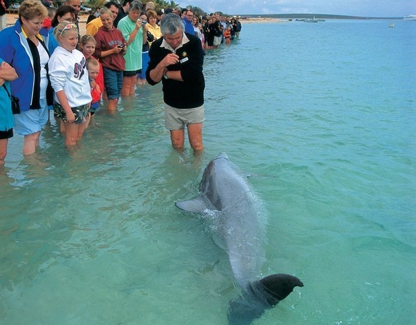 Пляж Monkey Mia: дельфины приплывают смотреть на людей