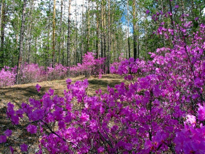 Весеннее цветение Рододендрона Даурского в Забайкалье