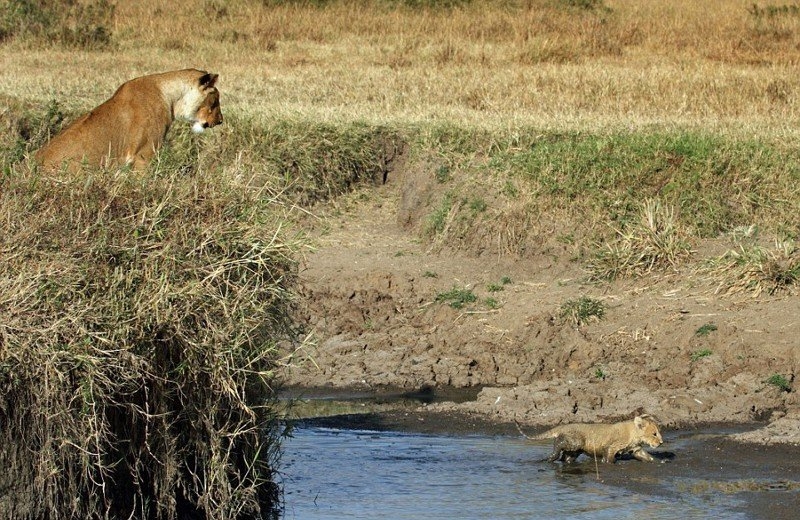 Львица помогла львенку перебраться через реку