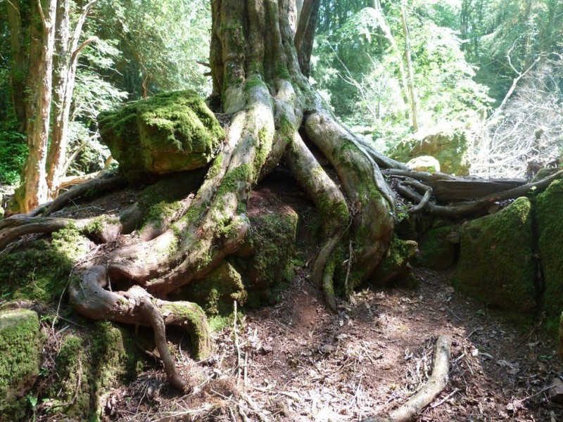 Загадочный лес Пазлвуд (Великобритания)