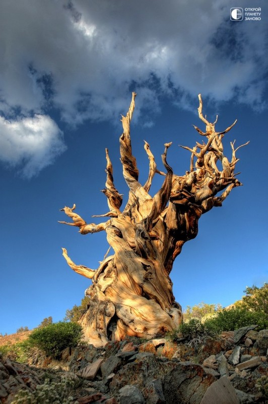 Мафусаил — одно из древнейших деревьев на Земле