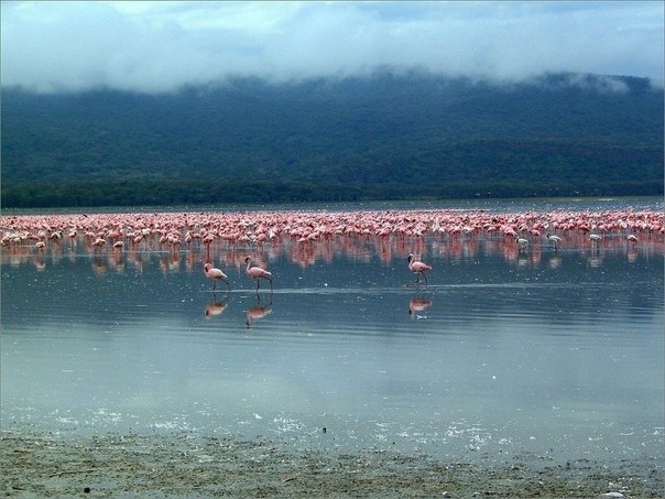 Миллионы розовых фламинго на озере Накуру, Кения