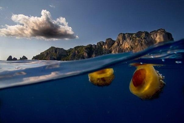 Фотографии на грани: надводный и подводный мир в одном снимке.