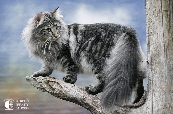 Норвежская лесная кошка Норвежская лесная кошка