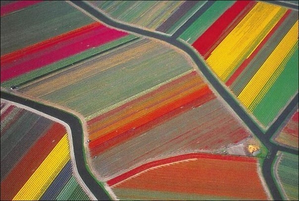 Разноцветные поля, Нидерланды