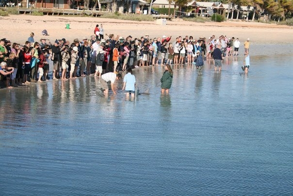 Пляж Monkey Mia: дельфины приплывают смотреть на людей