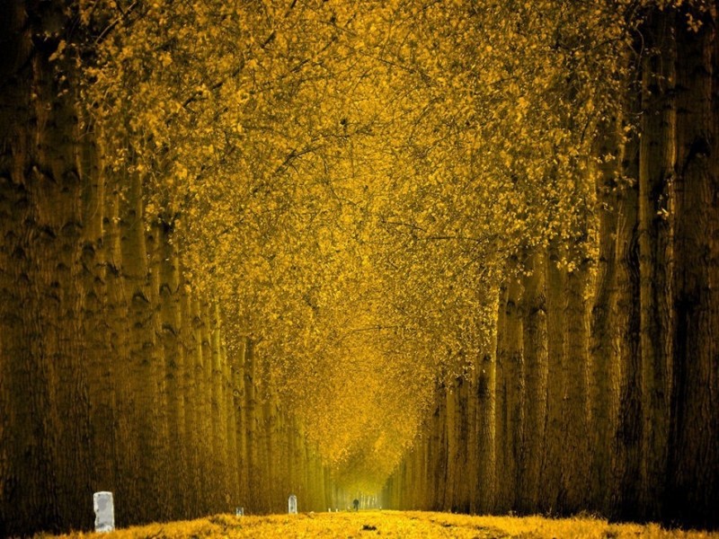 Прекрасные осенние пейзажи от нидерландского фотографа Ларса ван де Гора