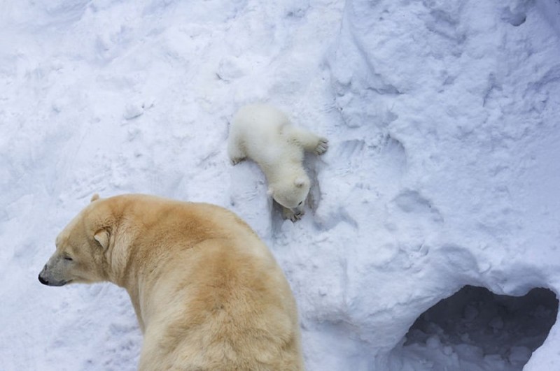 Белая медведица Герда впервые вывела своего малыша из берлоги.