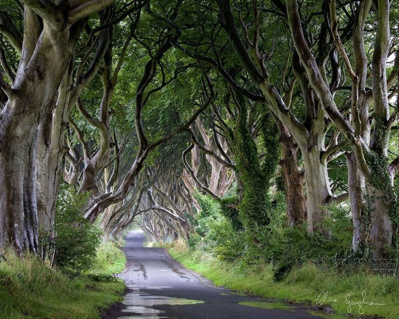 Буковый тоннель — одно из самых таинственных мест в Ирландии