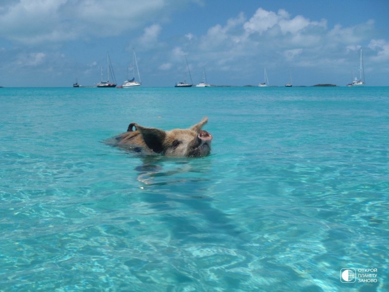 Плавающие свинки острова Биг Мэйджор Кэй