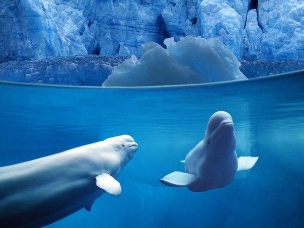 Фотографии на грани: надводный и подводный мир в одном снимке. Фотографии на грани: надводный и подводный мир в одном снимке.