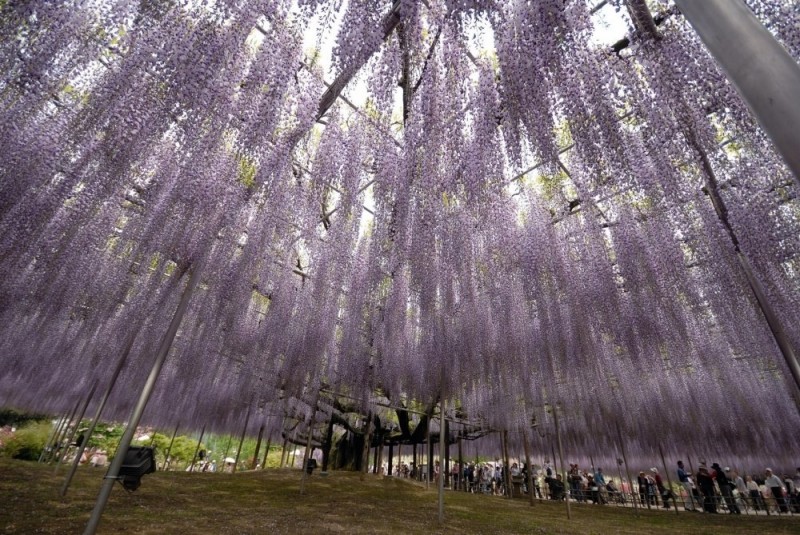 Крупнейшая 144-летняя глициния в национальном парке Асикага, Япония