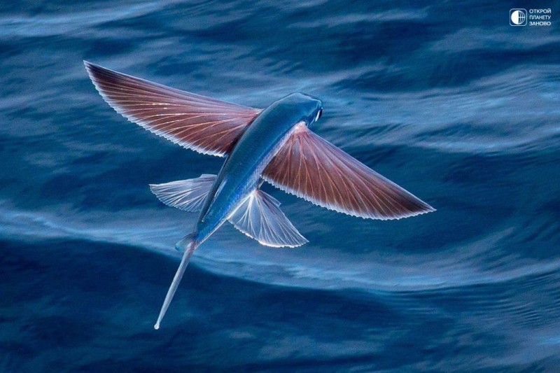 Летучие рыбы - символ Барбадоса