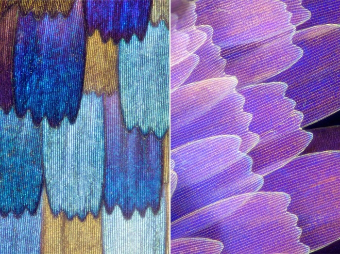 Крылья бабочки под микроскопом от Линдена Гледхилла